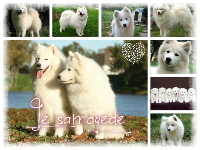 Je peux vous faire des montages photos ...