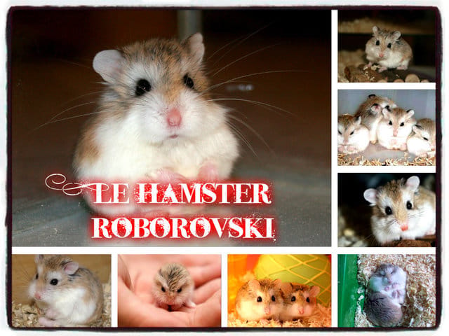 Quel est votre race d'hamster préféré ? 