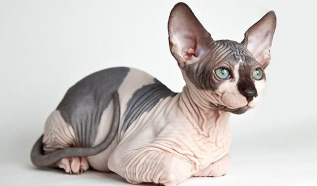 Site qui explique le caractère, les soins ...Du sphynx ♥