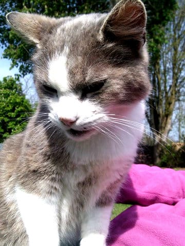 Photo de nos minou(ette) ♥