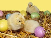 N'acheter pas des poussins pour paque en animalerie !