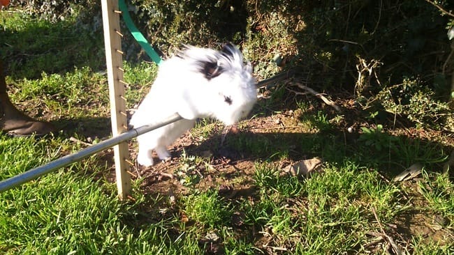 Vos animaux font du sport !!!