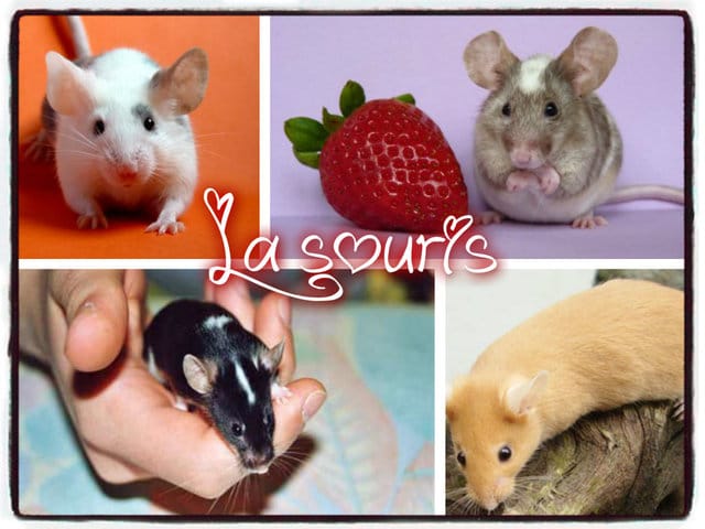 Les passionnées de souris c'est ici [[::top::]]