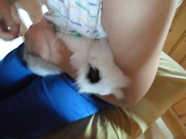 Vraiment je ne vous conseille pas d'adopter un lapin !