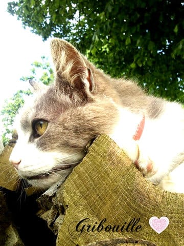 Vos plus belle photo ...