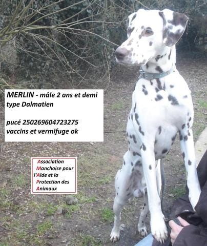 Adopter Merlin !