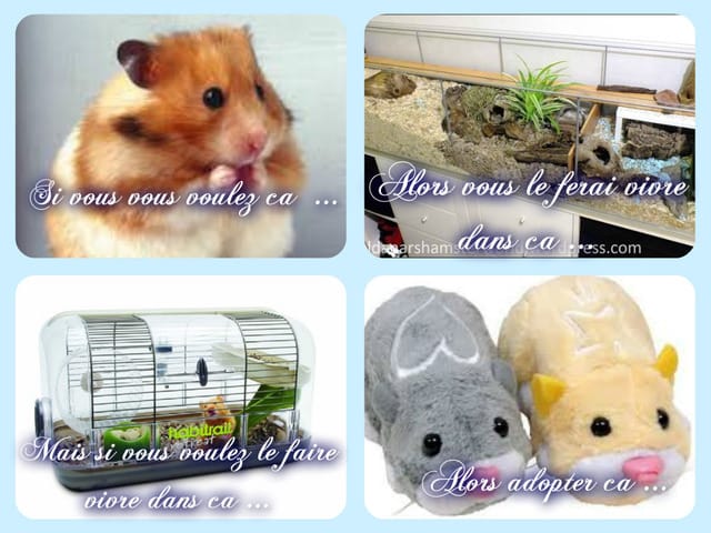 Pour avoir un hamster ...