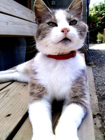 Pourquoi votre chat et pas un autre + son caractère + le chat de vos rêve !