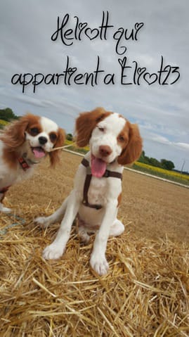 ☼  Election du concours : Votre chien en ballade ☼