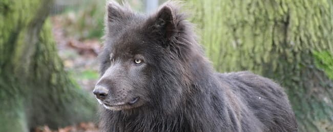 Le blue bay shepherd.