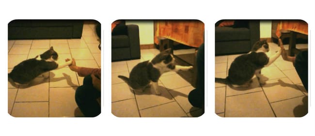 Tours : La patte - Tchek - Salut.