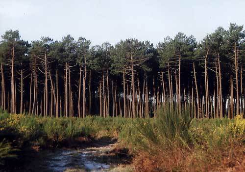 [ RPG ] Dogs returned to the wild ~ Réglement + contexte ~