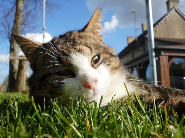 Pressé d'être en été ?