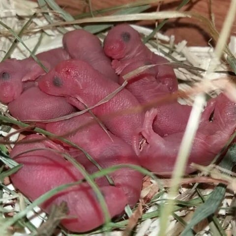 Naissance souriceaux
