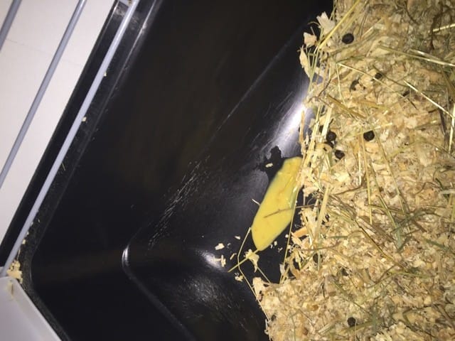 Changement inquiet de mon lapin nain bébé