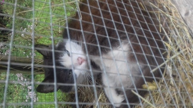 J'ai trouvé un chat abandonné donnez moi des conseils pour l'aider à aller mieux