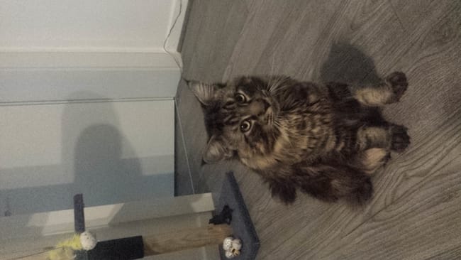 maine coon manque de poile