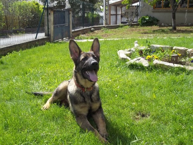 mon berger allemand
