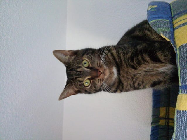 chat de 10 mois à donner