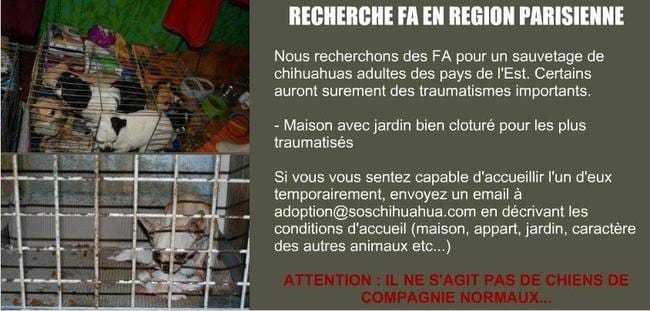 Recherche famille pour chihuahua tromatisé.
