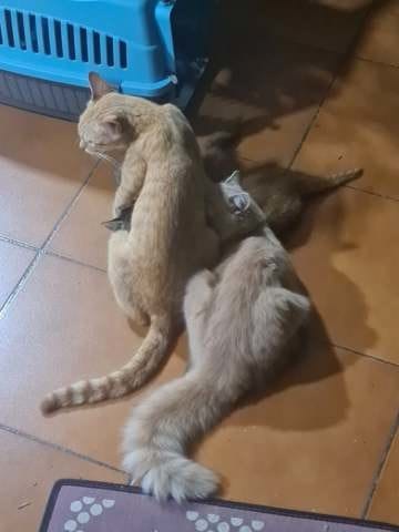 Fille tète encore sa mère après 8 mois et une portée