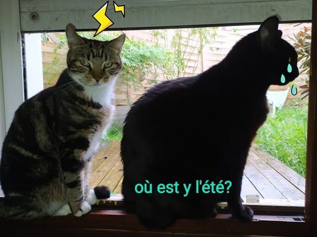 miaou à tous