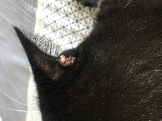 Gros bouton sur l'oreille