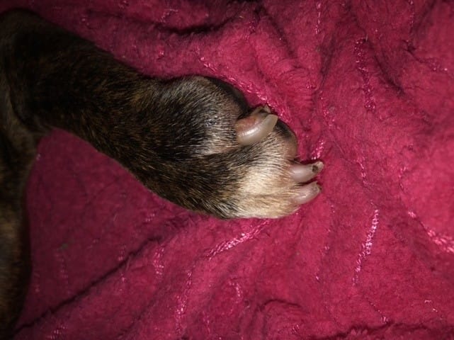 Ongle cassé