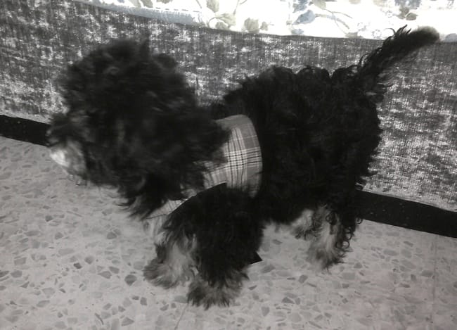 Connaitre la race exacte de mon chien