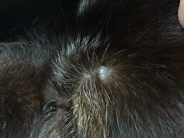 Boutons transparent au niveau de l’oeil de mon chien