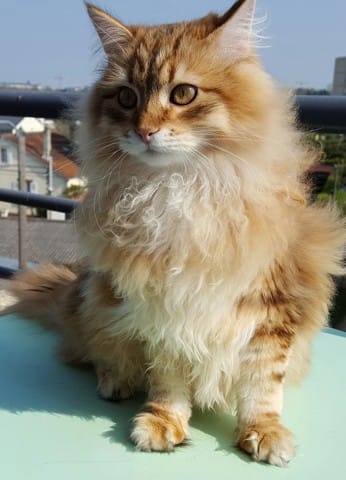 Mon chaton grossit-il trop vite?