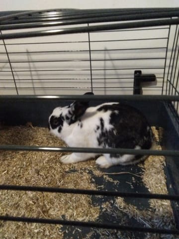 J ai trouver un lapin dans mon jardin