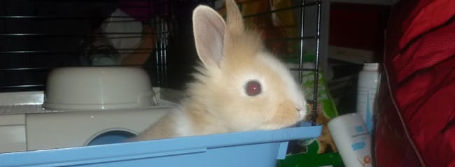 Un nouvel animal : besoin de conseils .