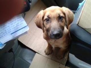 Besoin de renseignement Chiot SVP