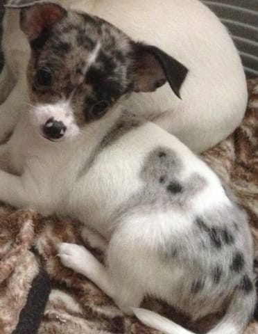 Idée de noms pour mon chien