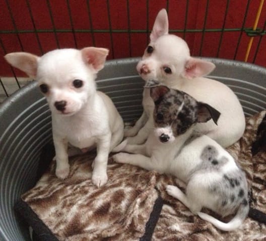 Oreilles Chihuahuas