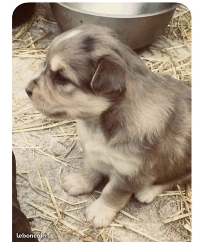 Idée de noms pour mon chien