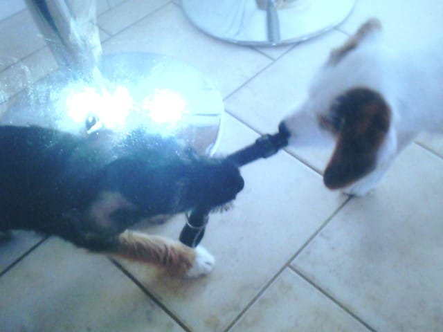 Concour chiot le plus mignon