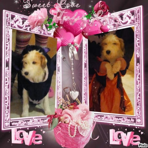 Concours: vos animaux déguisé