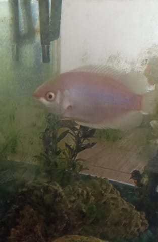 Quel est ce poisson s'il-vous-plait ?