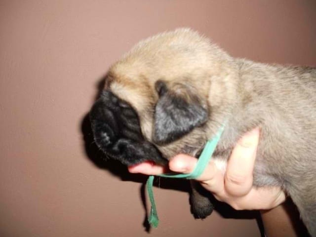 Iago petit mastiff :)