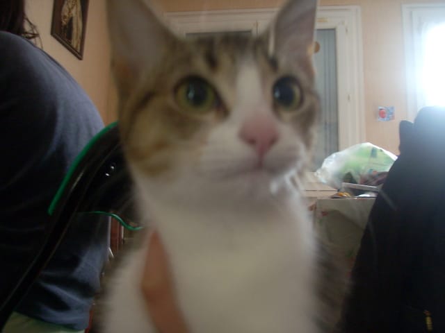 Chat peut-être en chaleur.