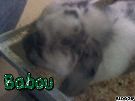 Problème avec mon lapin Bélier