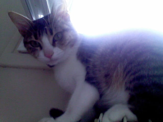 Ma chatte "Fifi" ne fait que des bêtises !