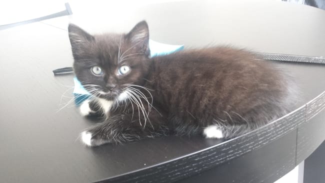 Chaton à poils rats ou courts