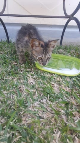 Trouvé chaton abandonné