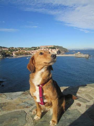 J'aimerais un avis pour le bien de ma chienne .