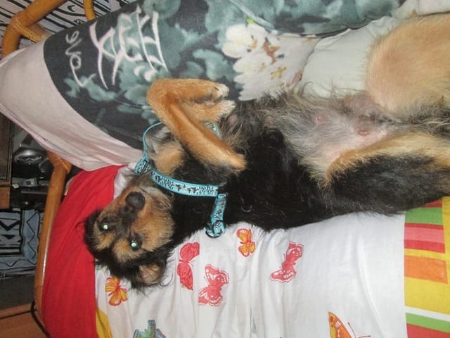 Pour ceux quil veule voici le suivie de ma chienne gestante 