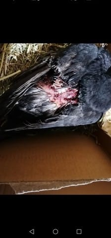 Jeune pigeon blessé.