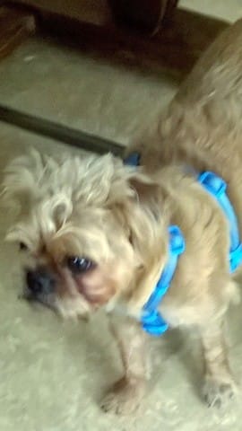 perte de son chien: faire son deuil avant d'n prendre un autre